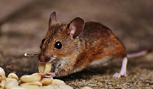 24 Hour & Emergency Exterminators in Park River, ND